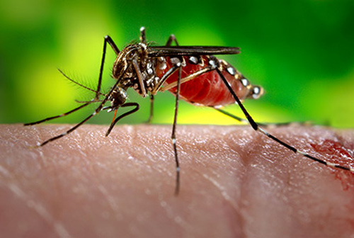 Muỗi Aedes Aegypti là tác nhân gây lây lan virus Zika từ người sang người.